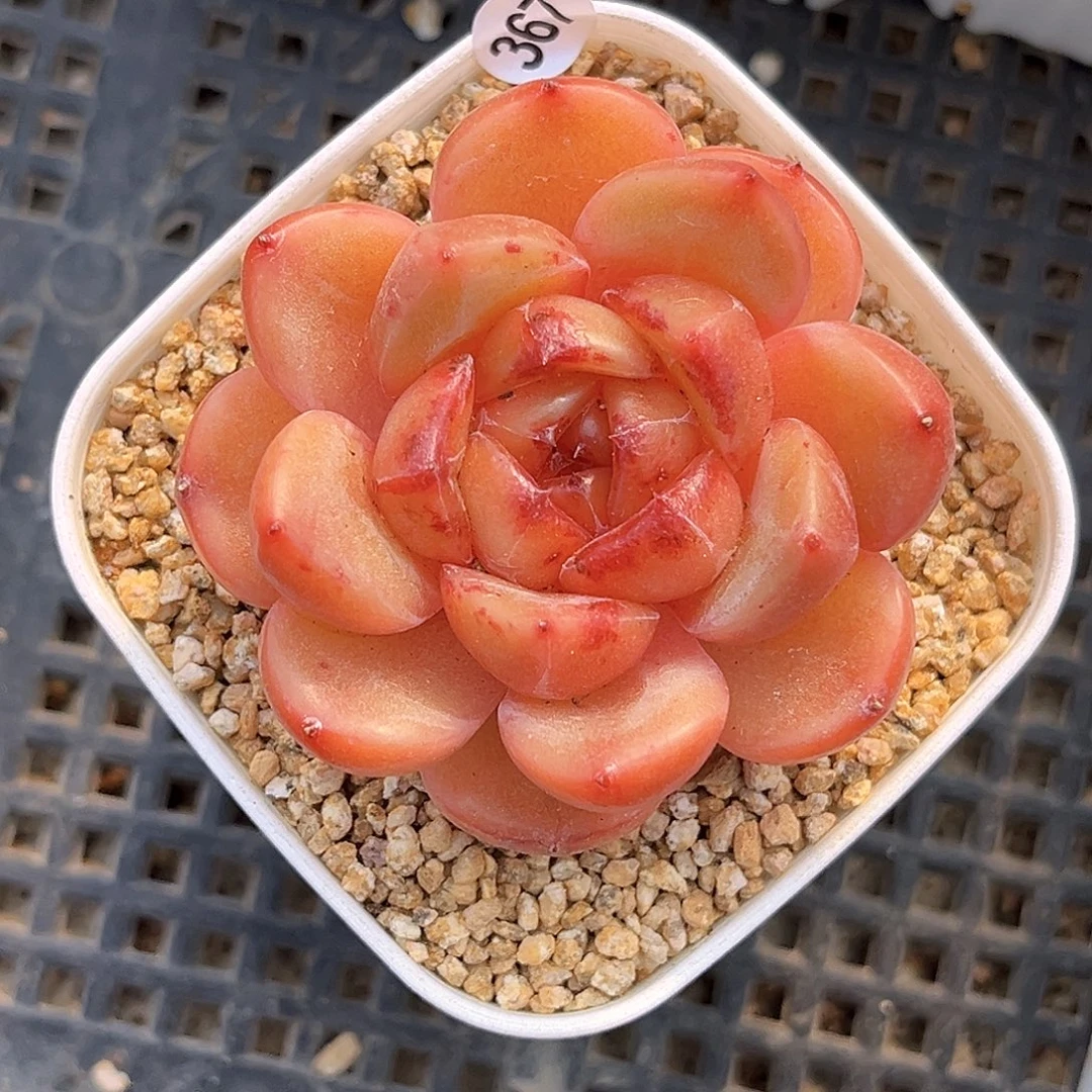 367  新品珍妮满18包邮