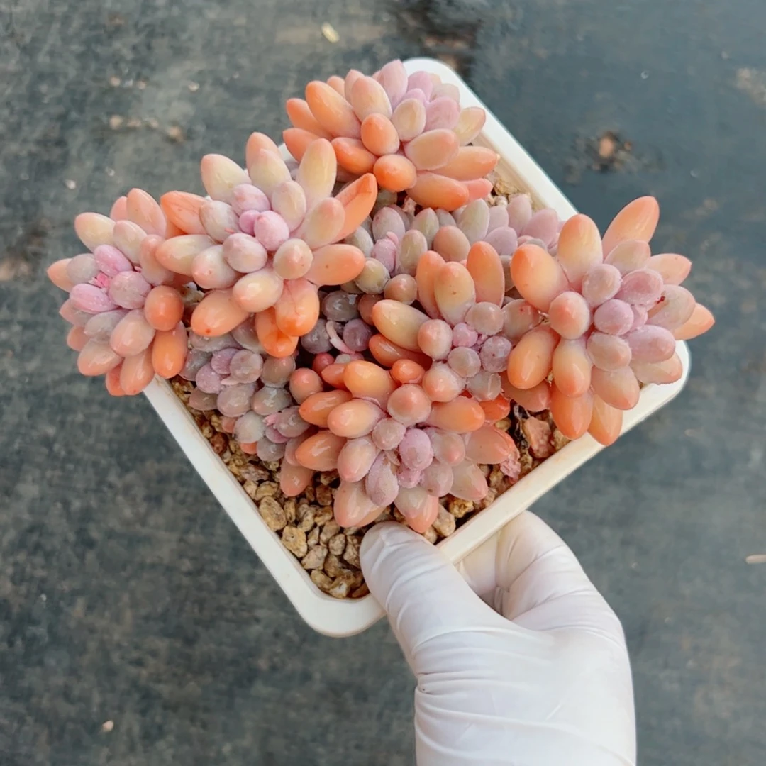 蘑*头汤圆自然群多肉植物