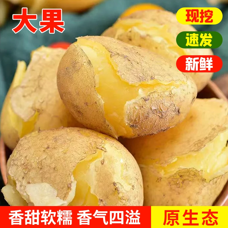 福利精品（9斤中果+大果）甘肃定西新鲜挖出的黄心沙面土豆/马铃薯