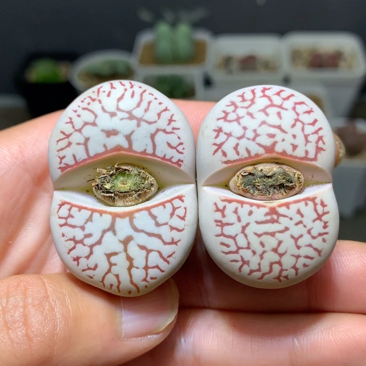 精品多肉植物精品多肉1842.5