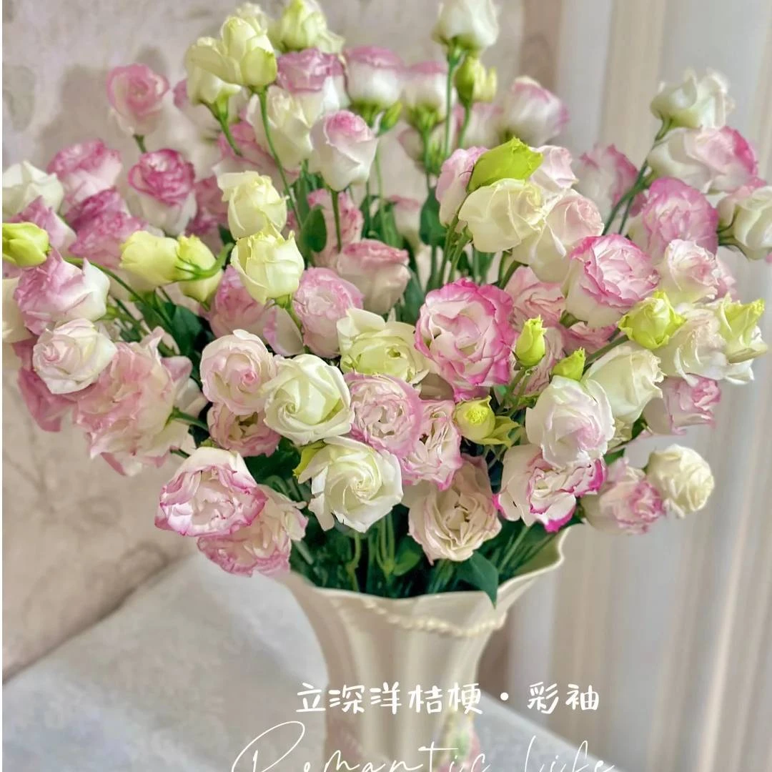 立深彩袖-粉边201洋桔梗鲜切花云南基地直发