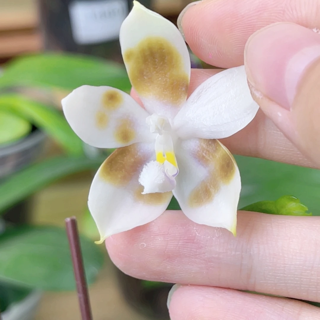 完全开放WJ盾爪盾-1392