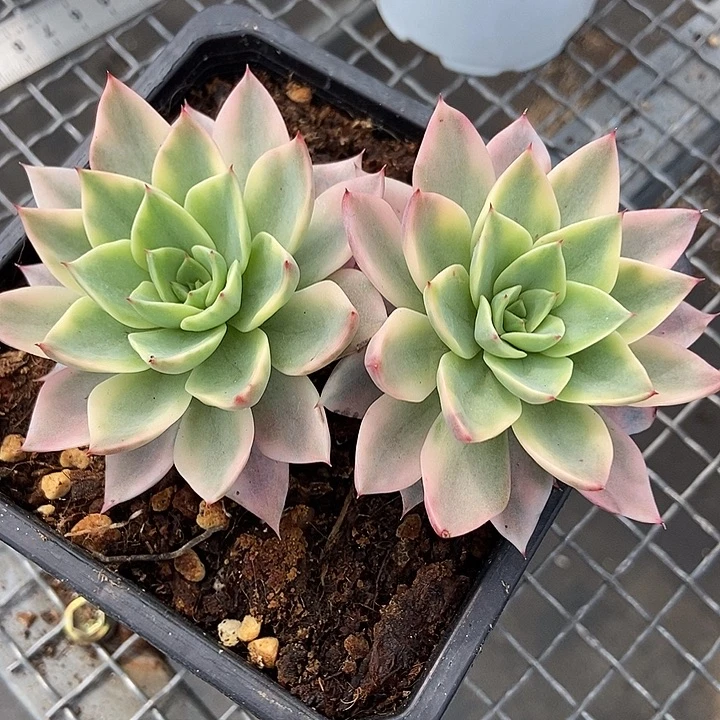 贝拉多娜锦双头老桩