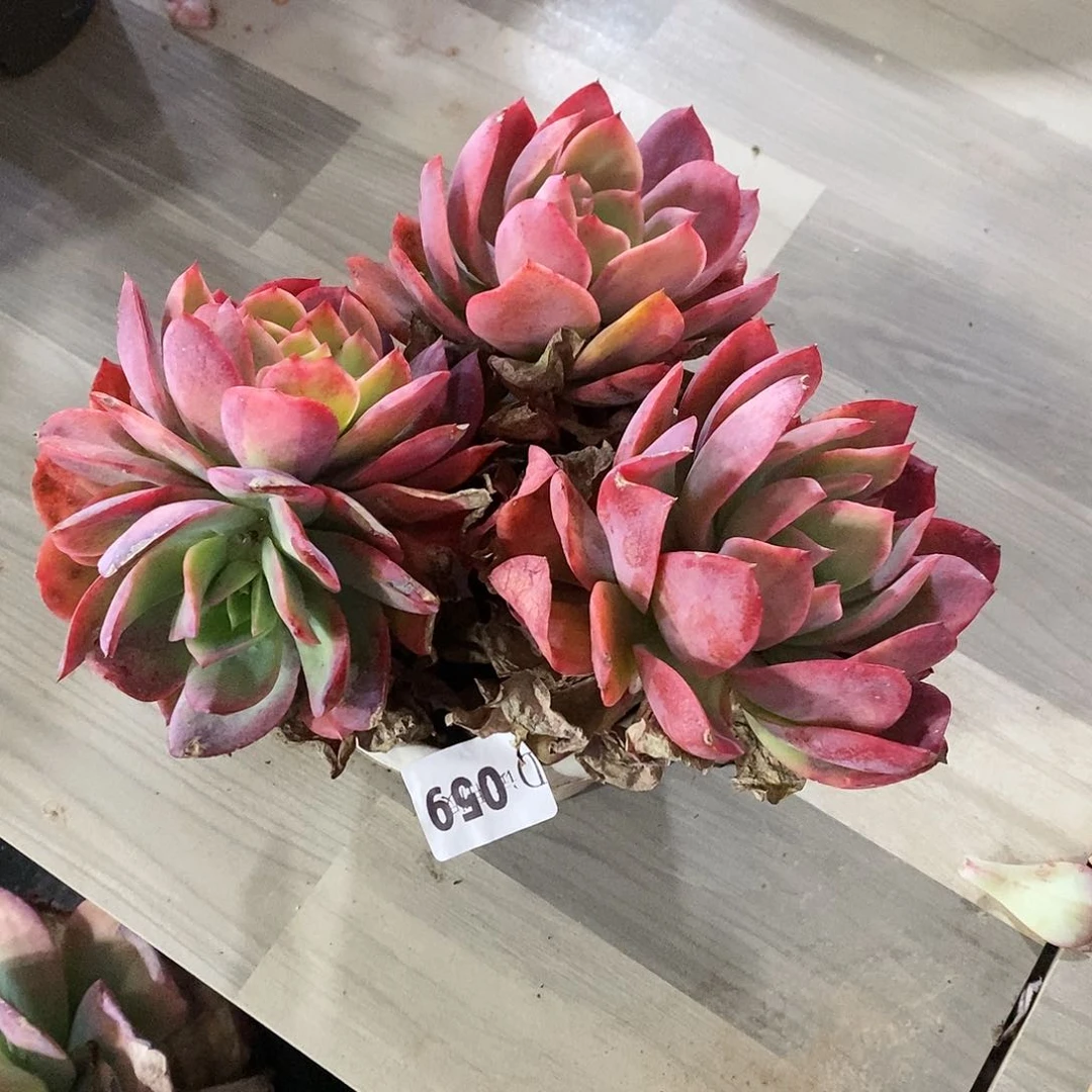 四***店059绮罗多肉植物