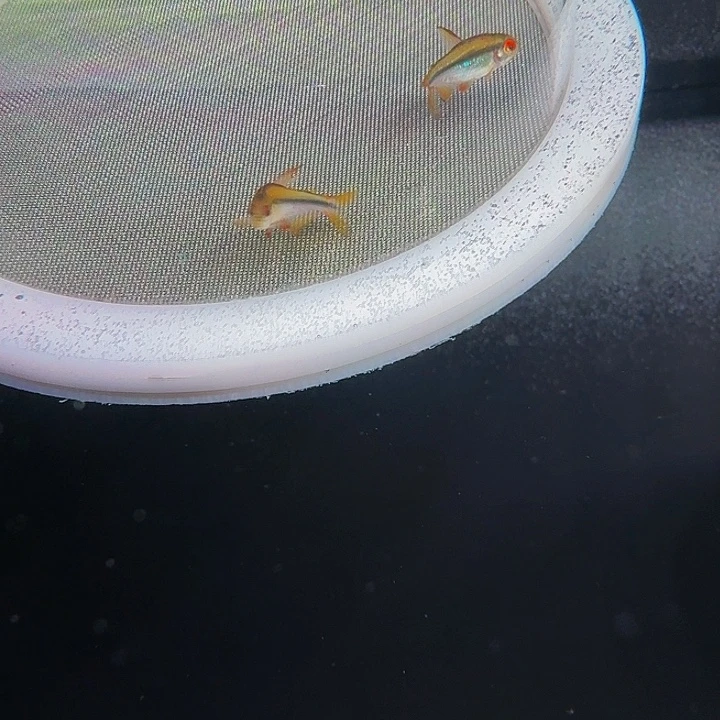 彧***彧灯科鱼B11-10号彩虹f1 2条