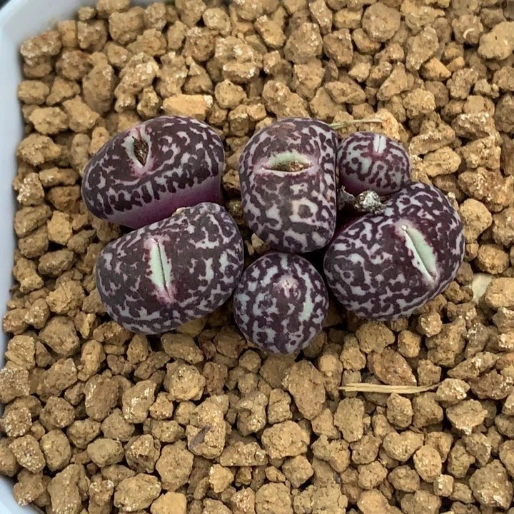 精品多肉植物精品多肉