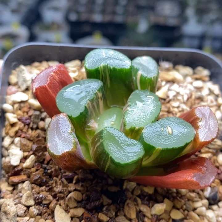 166号透镜万象锦带盆