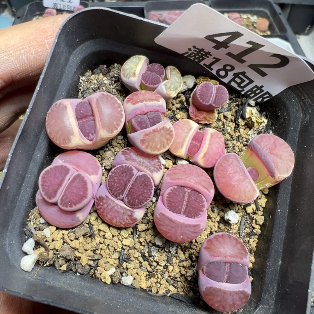 【闪购商品】 412。