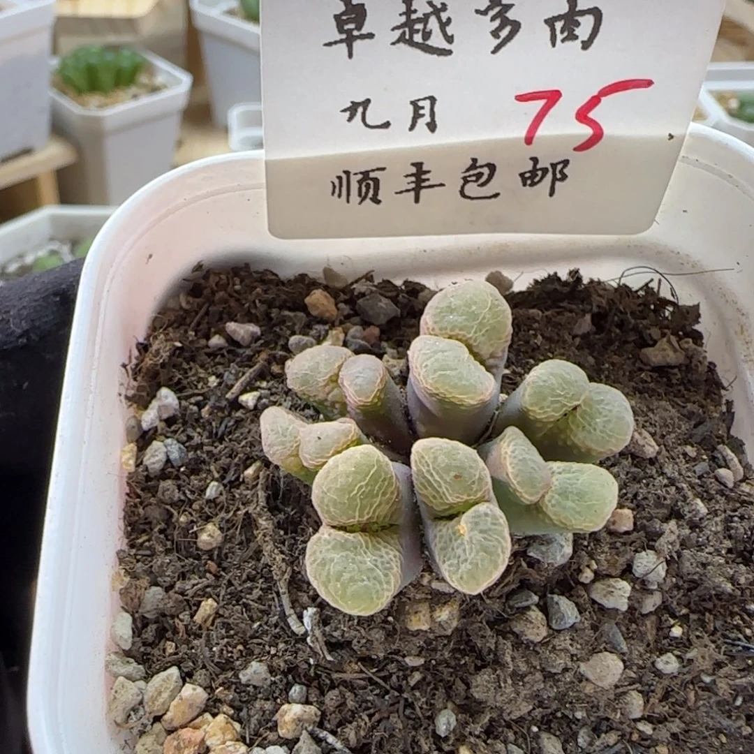 顺丰包邮一物一拍-75