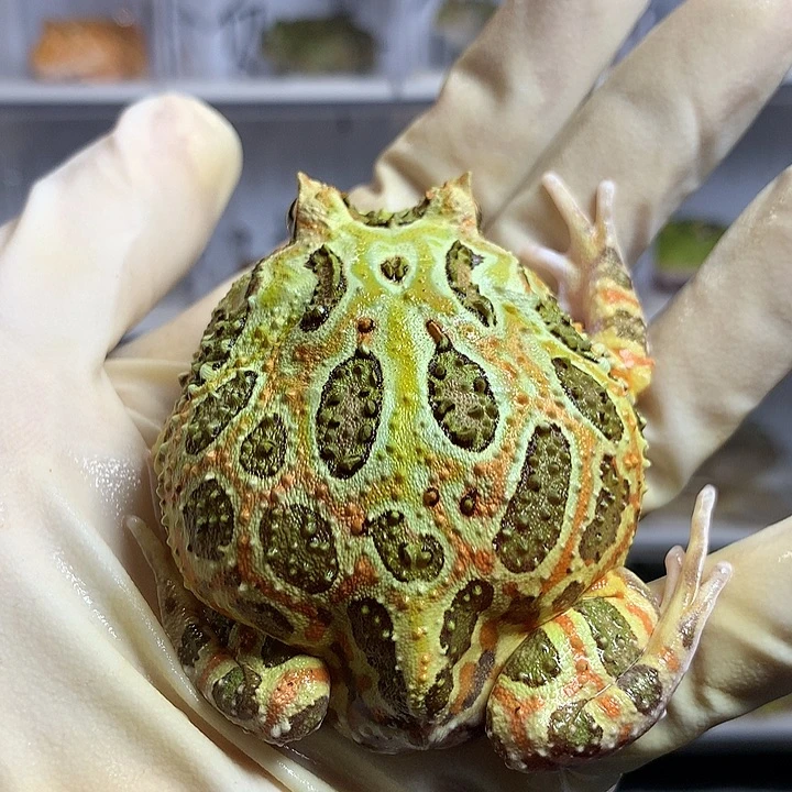 角蛙渐变色双色大公蛙2551
