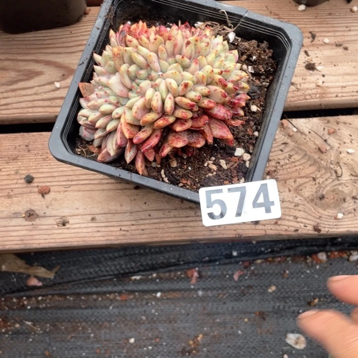 有****儿多肉植物一物一拍