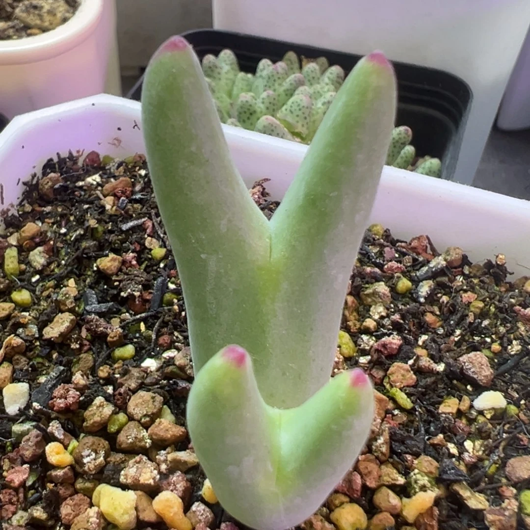 优选皮卡丘 肉锥植物