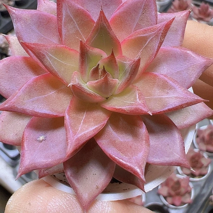 火烈鸟19包邮多肉植物