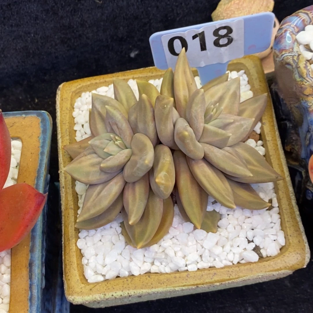 火焰山多肉植物盆栽