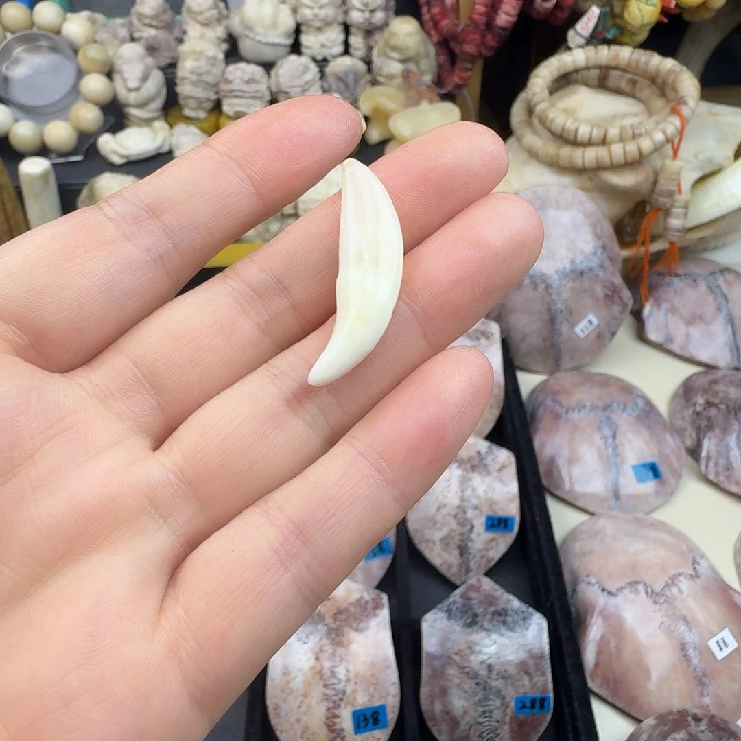 无非金属养殖黑汪汪牙一颗尺寸3.5左右