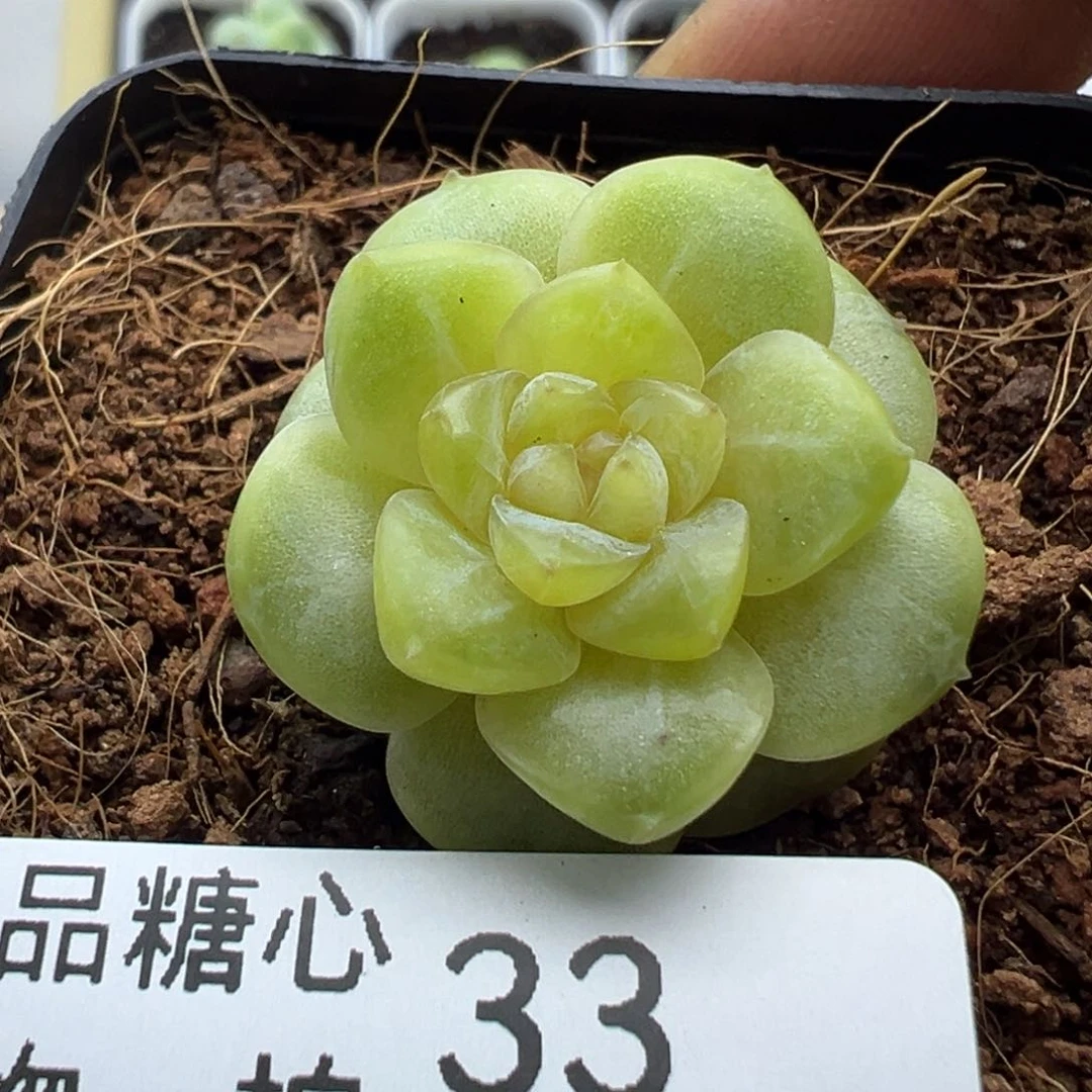 33号糖心多肉一物一拍