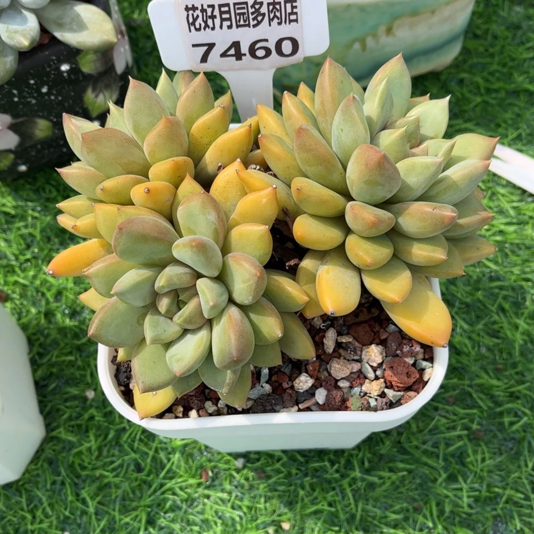 多肉植物7460…………….