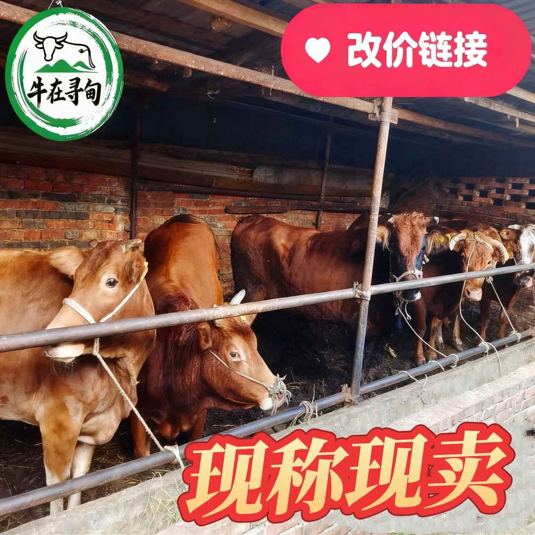 【云南寻甸现宰小黄牛】农家散养新鲜牛肉直播链接