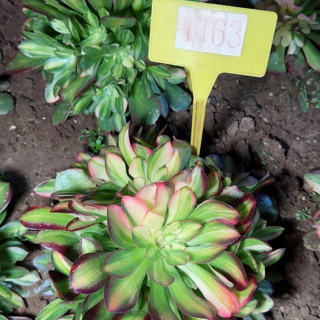 1163---1多头多肉植物