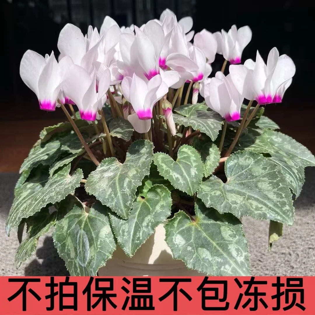 【白色红喉】1代进口仙客来130盆径中花型（换盆不售后）