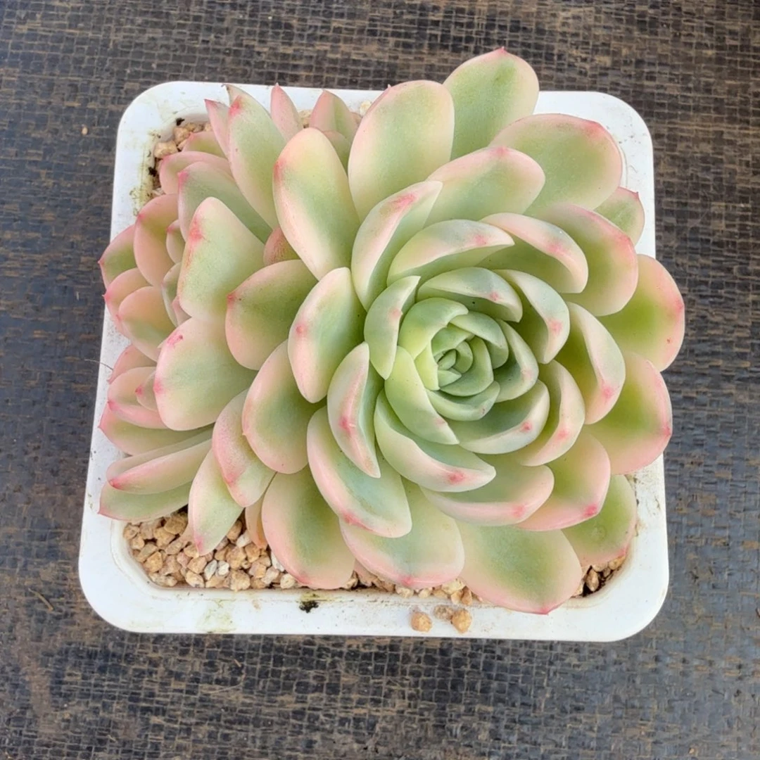 茉莉花锦上园艺一物一拍