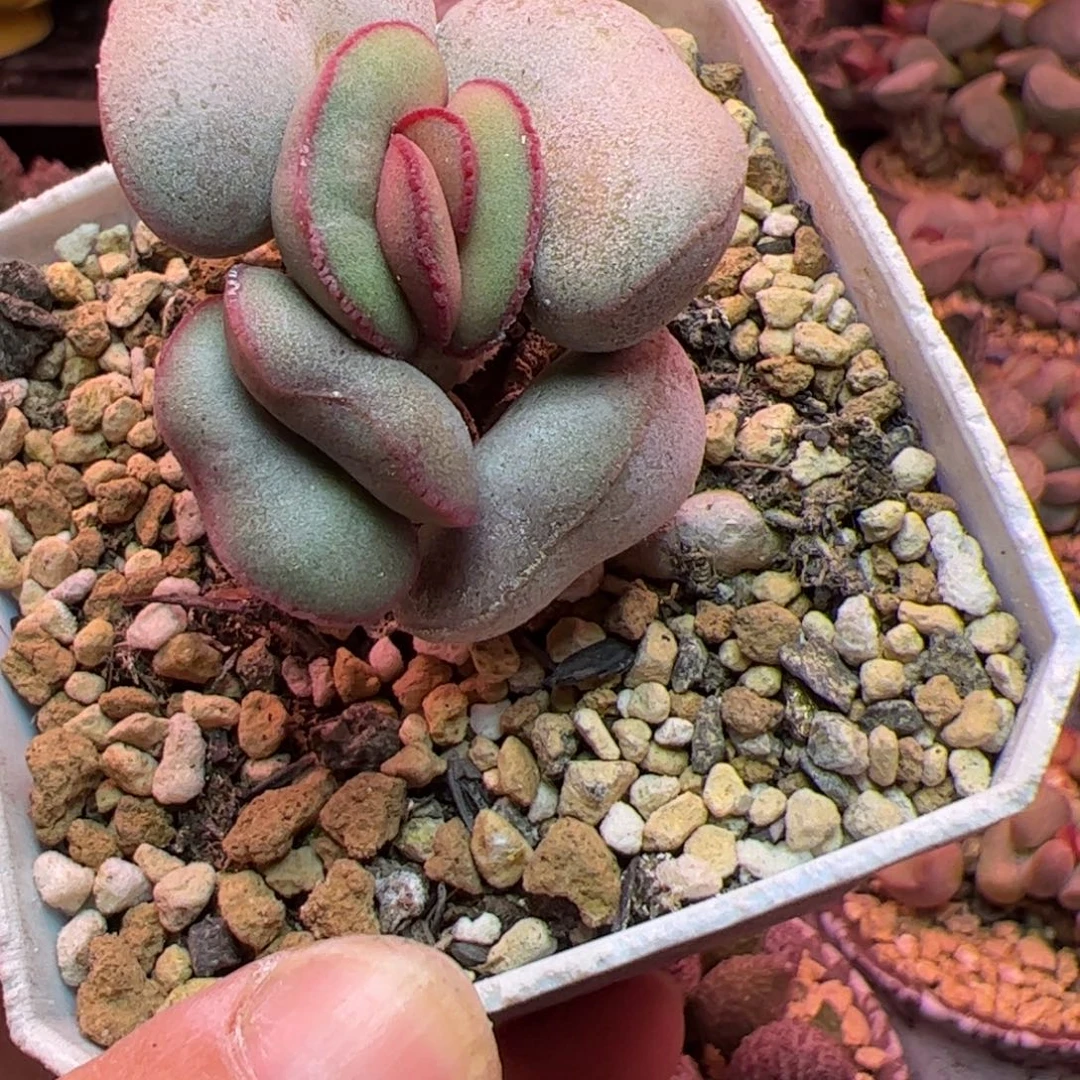 小***子清卷 啦啦啦啦啦啦啦啦