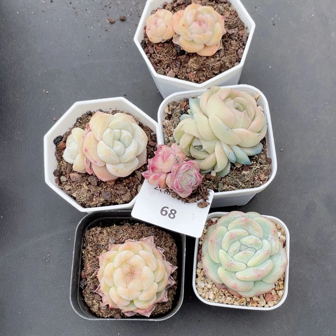 茶****68号糖心冰心珍妮6