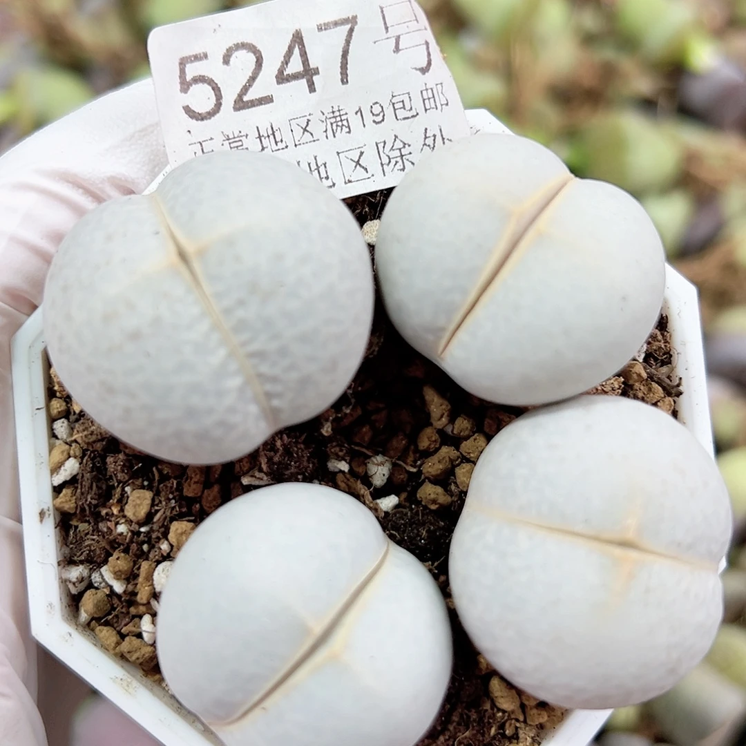 5247 好养易活生石花大母本