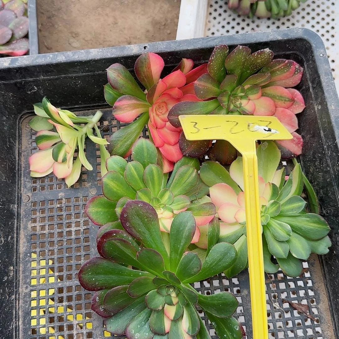 3-203---多头多肉植物