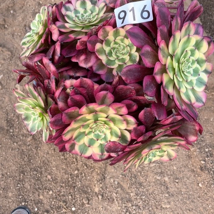 用****9916多肉植物月蝉