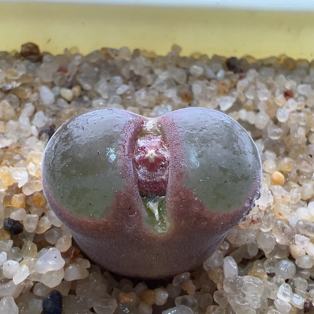 985。青蛙种源超级萝莉风铃