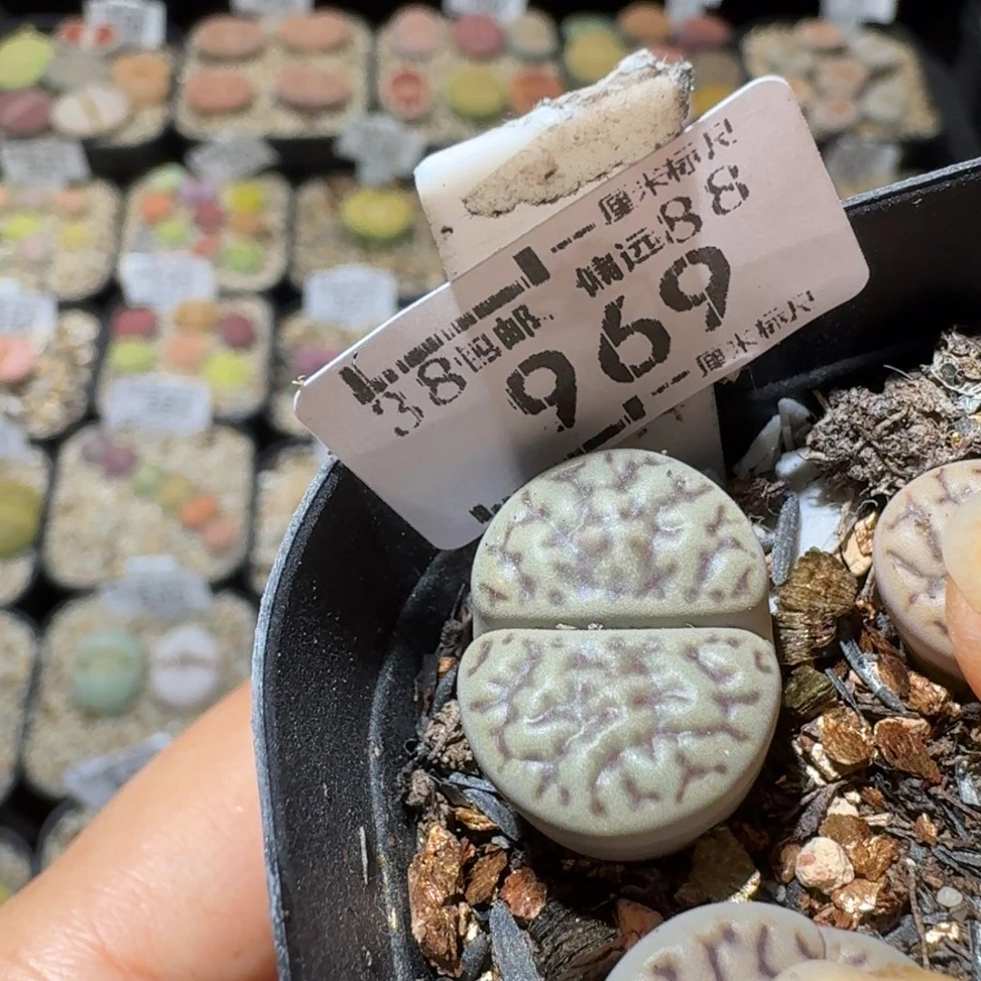 Sss清仓了便宜了969蓝色