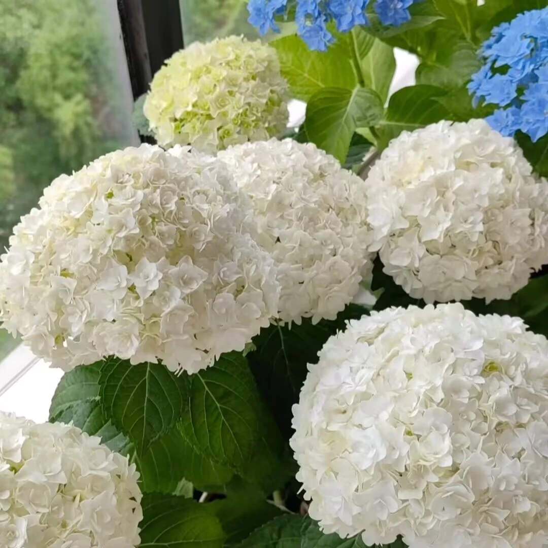 安妮公主【两加仑】绣球花盆栽庭院阳台新手易养护喜水植物