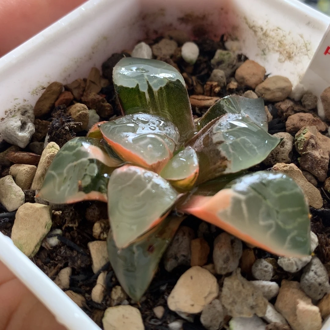 以实际为准560火凤凰