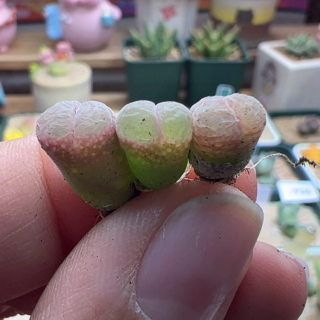 995。三万赞福利。春见风铃小母本