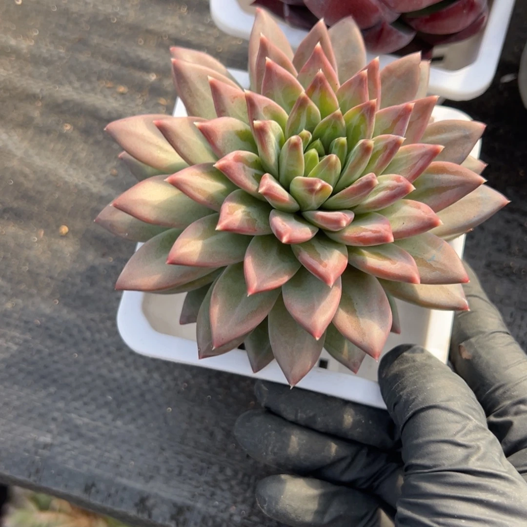 幻影美人多肉一物一拍