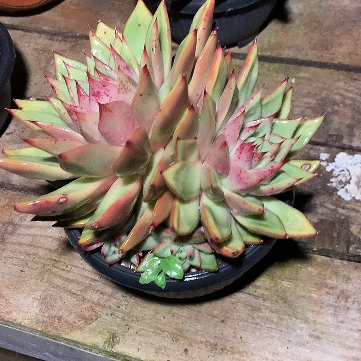 美肉特价活动开始啦