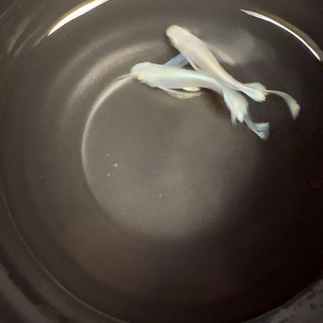 青鳉鱼长鳍天使之翼06