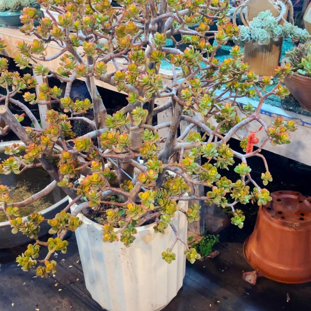 金***厨超大姬红花月发物流带盆带盆运费到付