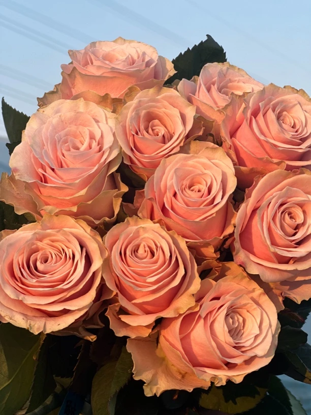 新品切花 缤纷青樱 四季大花月季阳台庭院露台花园花卉植物