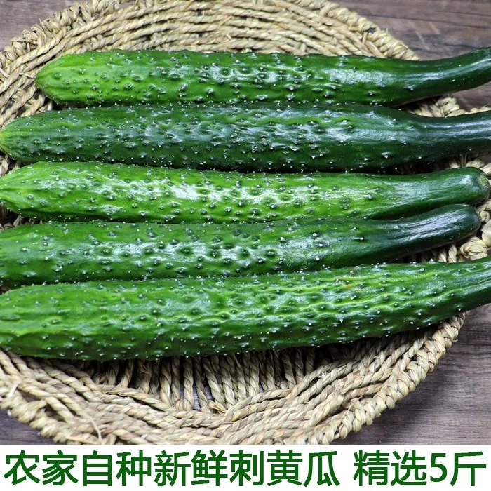 东北开园水黄瓜小园种植