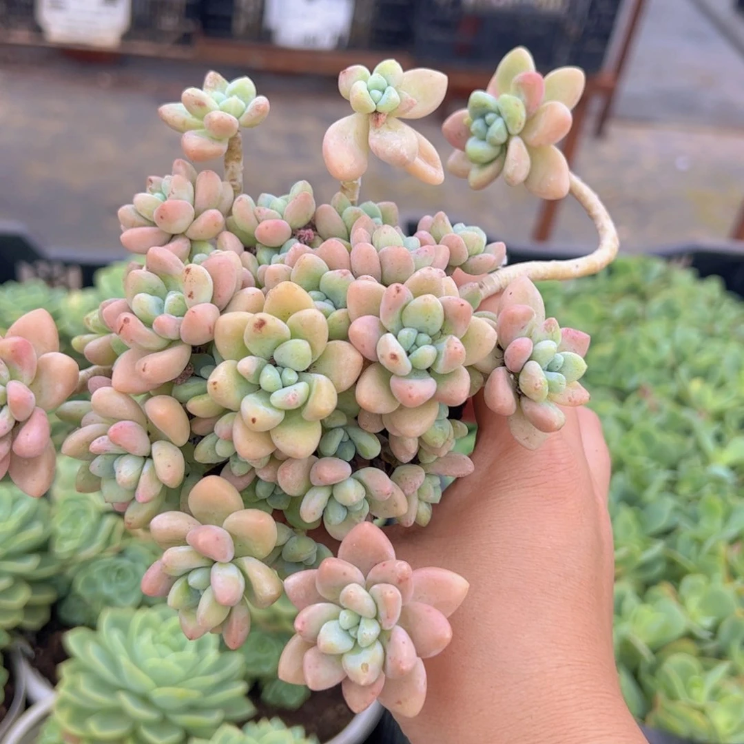 奶酪蛋糕整装，120杯