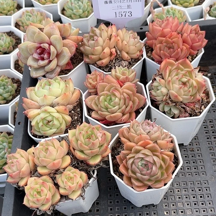 薇薇安园艺多肉1573