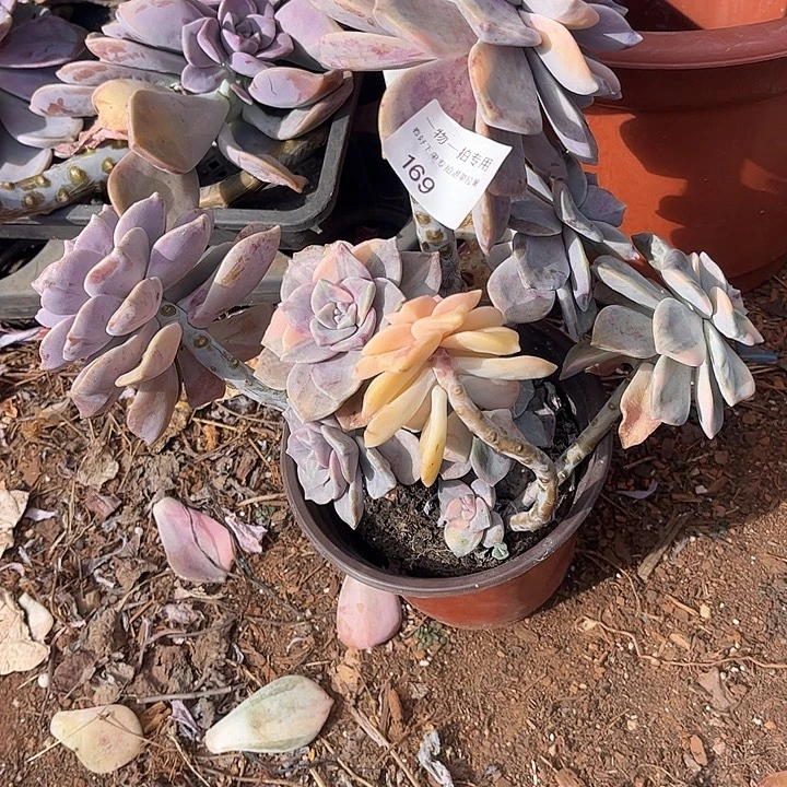 紫乐锦群，一物一拍