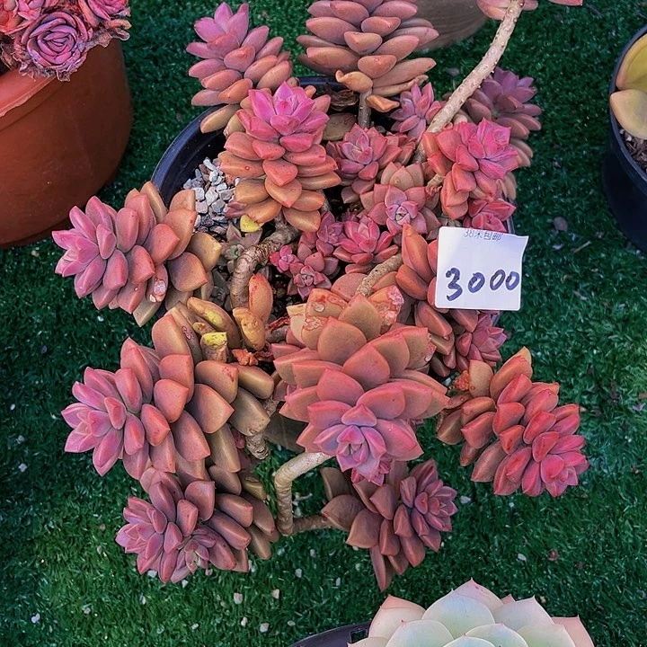 用****5姬判月腾30000