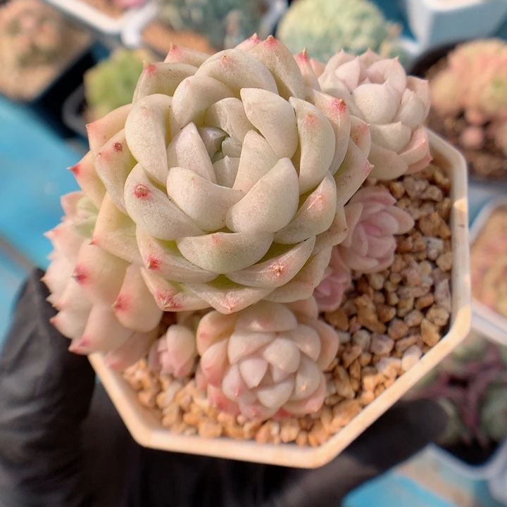 多肉植物。月影系53