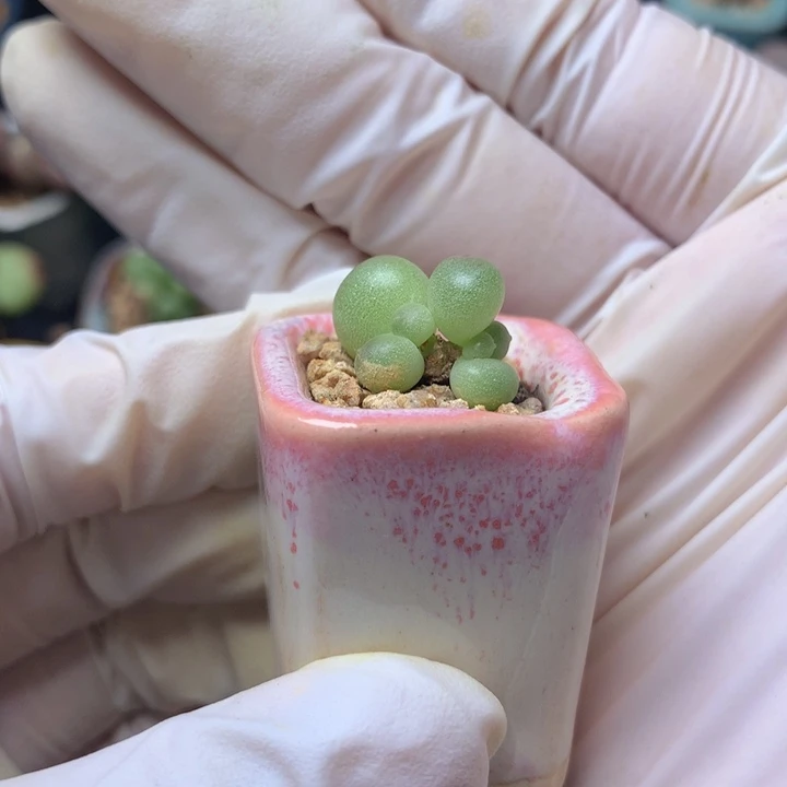 一****星辰萤火虫 一物一拍