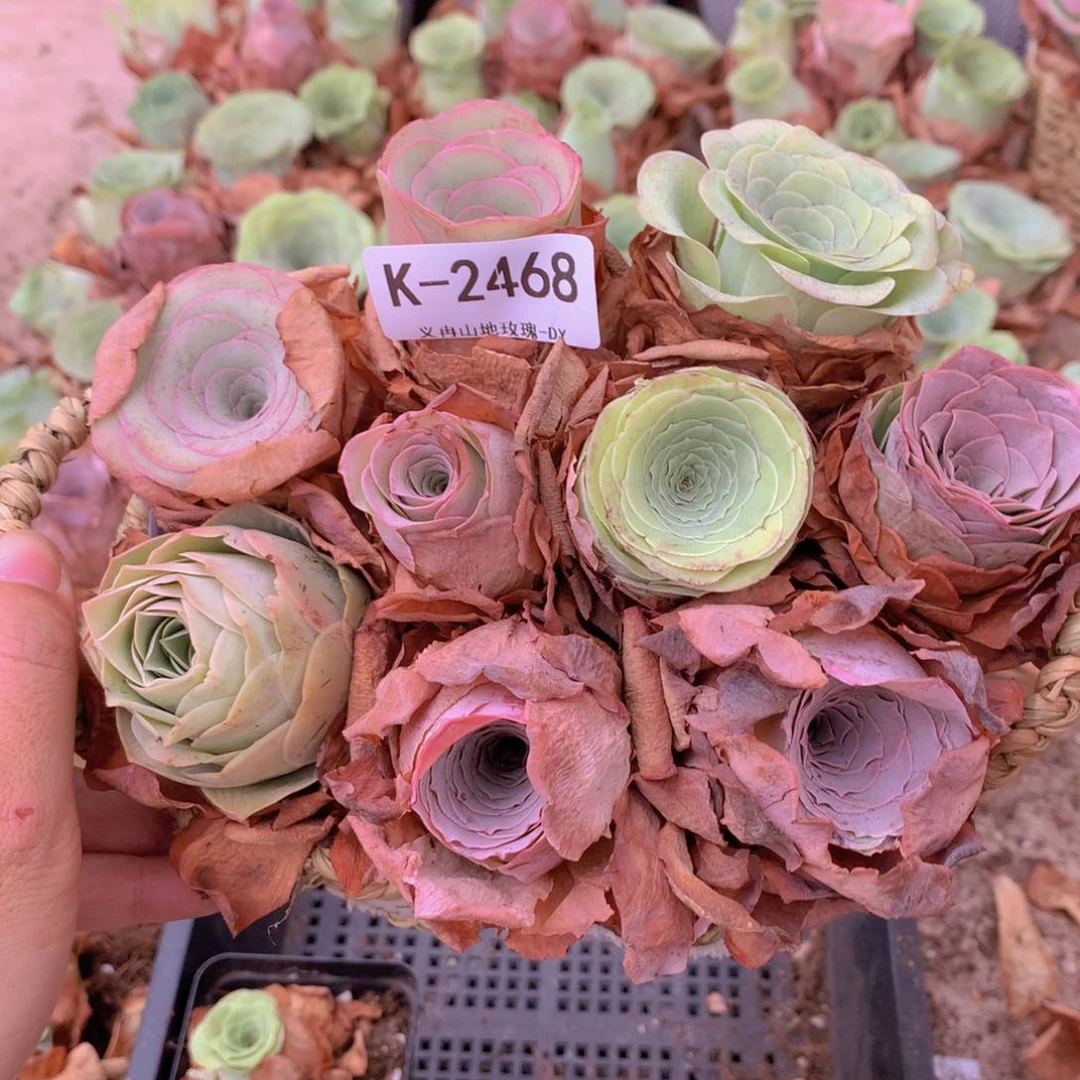 2468带篮子9颗h h h b