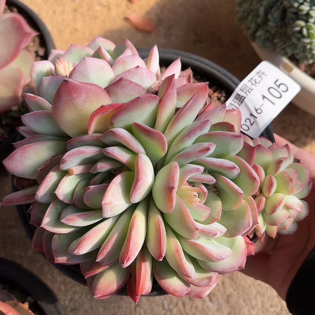 同温层多肉雪夜王子105