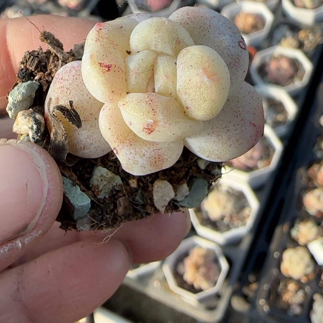 多肉小卡拉米糖心一物一拍